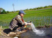 Produksi Naik bulan Agustus, September dan Oktober, Program Pompanisasi Berhasil