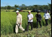 Mentan Amran Menelusuri Jaringan Irigasi di Konawe Demi Swasembada 