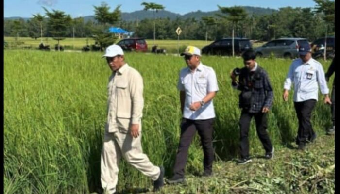 Mentan Amran Menelusuri Jaringan Irigasi di Konawe Demi Swasembada 