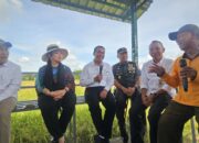 Ketua Komisi IV: Harga Gabah Anjlok di Jogja, Titiek Soeharto Semprot Bulog Harga Rp5500