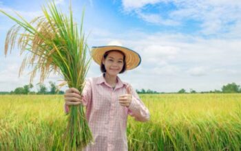 Lembaga Amerika Serikat Akui Lompatan Produksi Beras Indonesia, Thailand Kecewa