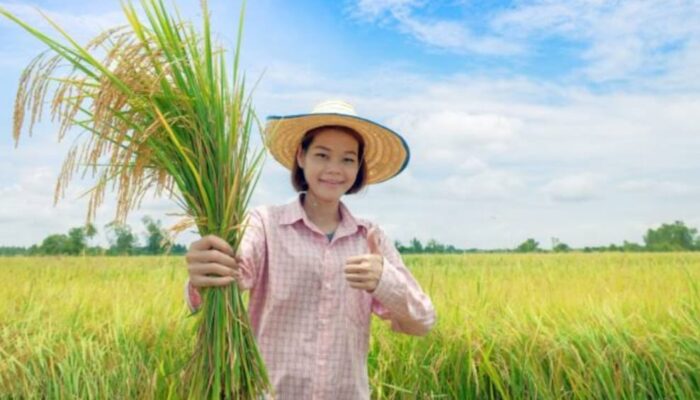 Lembaga Amerika Serikat Akui Lompatan Produksi Beras Indonesia, Thailand Kecewa