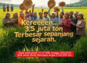 Serapan Beras Bulog Januari–Mei Tertinggi dalam 57 Tahun, Tanpa Impor