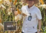 Bantul Dukung Program Swasembada Pangan Nasional Lewat Berbagai Inisiatif Pertanian