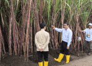 Mentan Tegaskan Komitmen Pemerintah untuk Petani Tebu di Hadapan Wapres