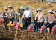 Tanam Jagung Serentak Bersama POLRI, Mentan Amran: Bukti Sinergi Pemerintah untuk Sektor Pertanian