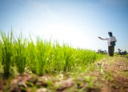 RAPBN 2026: Pemerintah Gelontorkan Rp164,4 Triliun untuk Perkuat Ketahanan Pangan Nasional