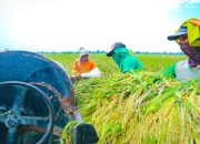 Perlawanan Mafia Pangan Terbuka, Rakyat Dipaksa Beli Beras Khusus