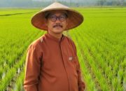 Belajar dari Perjalanan Sebutir Beras: Dari Sawah hingga ke Meja Makan