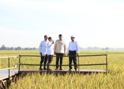 Produksi Beras Jan-Nov 2025 Diperkirakan 33,19 Juta Ton, Semakin Mendekati Prediksi FAO dan USDA