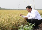 “Kerja Keras Tak Pernah Ingkar” Kepemimpinan Andi Amran Sulaiman Menuntun Indonesia Menuju Swasembada Beras