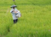 Stok Pupuk Aman, Mentan Amran Pastikan Temuan Kasus Pupuk Tidak Ganggu Pertanaman Petani