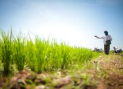 Presiden Prabowo Instruksikan Mentan Revitalisasi Pabrik Pupuk