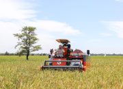 Kebijakan Pertanian Era Presiden Prabowo Dinilai Stabil, Petani Merasa Lebih Tenang Dan Produkti