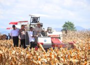 Produksi Jagung Nasional Meningkat 9,34 Persen Sepanjang 2025