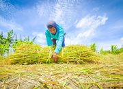 NTP Cetak Rekor Tahun 2025, Tembus 125,35