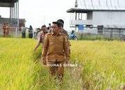 Panen Padi Awal Tahun, Sidrap Terus Jaga Produktivitas Pertanian