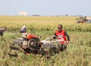 Mentan Amran: Produksi dan Stok Pangan Nasional Tetap Aman di Tengah Dinamika Cuaca