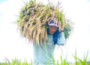 BPS Rilis Angka Tetap Produksi Beras 2025 Capai 34,69 Juta Ton, Naik 13,29 Persen