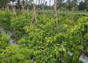 Produksi Cabai Jabar Surplus, Pasokan Aman Jelang Ramadhan-Idul Fitri 2026