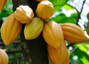 Nilai Ekspor Kakao Tembus US$ 2,65 Miliar, Hilirisasi Jadi Kunci