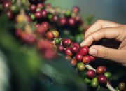 Ekspor Tembus US$1,63 Miliar: Kementan Perkuat Hulu hingga Hilir, Pacu Hilirisasi Kopi Indonesia