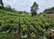 Kementan Pastikan Stok Cabai Aman dan Surplus Hadapi Ramadan dan Idulfitri 1447 H