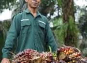 Kementan Pastikan Produksi CPO 2026 Aman untuk Pasokan Minyak Goreng Jelang Idulfitri 1447 H