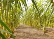 Kementan Percepat Hilirisasi Perkebunan, Siapkan Lahan hingga Pekebun