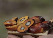 Kementan: Hilirisasi CPO Tekan Impor Solar dan Perkuat Ekonomi Nasional