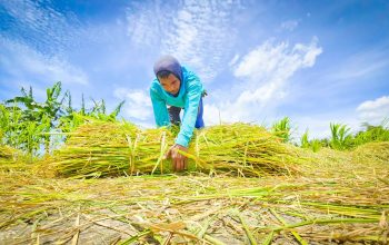 Bank Indonesia: Pertanian Jadi Tulang Punggung Ekonomi, Bukti Nyata Sektor Pangan Semakin Kuat