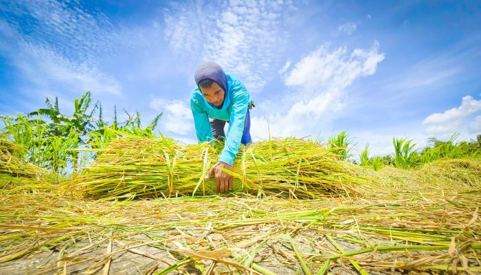 Bank Indonesia: Pertanian Jadi Tulang Punggung Ekonomi, Bukti Nyata Sektor Pangan Semakin Kuat