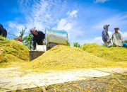 Hadapi El Nino, Kementan Pastikan Infrastruktur Siap dan Pangan Tetap Aman