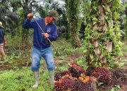 Pengamat: Ilustrasi Mentan soal Kekuatan CPO Indonesia Bukan Perbandingan dengan Selat Hormuz