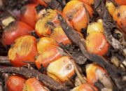 Ekspor CPO Menguat, Nilai Tembus US$4,69 Miliar di Awal Tahun 2026