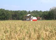 Panen Lebih Awal di Kuningan Jadi Penyangga Pasokan Beras di Tengah Antisipasi El Nino