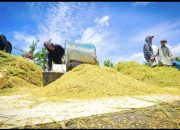 Cadangan Beras Pemerintah Mencapai 4,2  Juta Ton Pada Tahun 2025