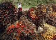 Ekspor CPO Indonesia Melonjak 26,40 Persen, Sentuh USD 4,69 Miliar