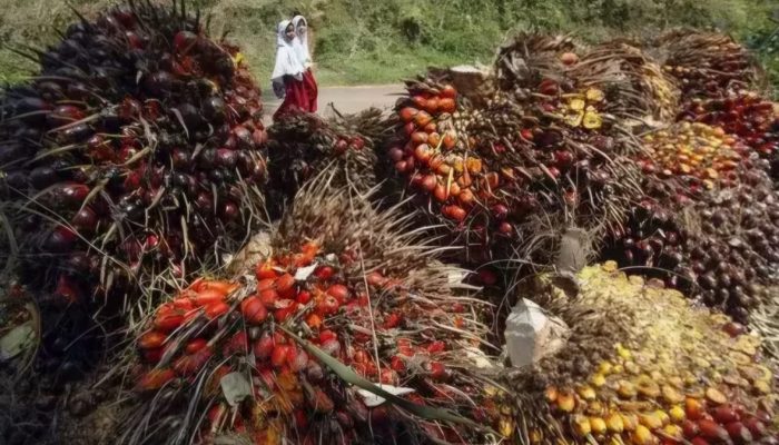 Ekspor CPO Indonesia Melonjak 26,40 Persen, Sentuh USD 4,69 Miliar
