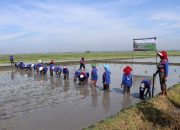 Hadapi Kemarau, Kementan Pacu Tanam Serentak di 38 Daerah se-Jawa Timur