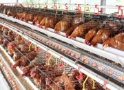 BPS: Harga Ayam, Telur, dan Cabai Turun, Tekan Laju Inflasi April