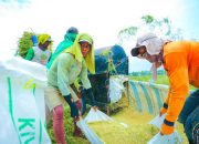 Produksi Beras Semester I 2026 Diproyeksi Meningkat, Luas Panen Ikut Menguat