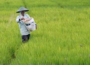NTP Mei 2026 Naik Jadi 127,73, Mentan Amran Sebut Pendapatan Petani Tumbuh Lebih Cepat dari Biaya Produksi
