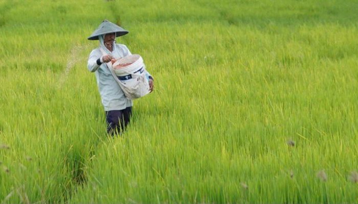 NTP Mei 2026 Naik Jadi 127,73, Mentan Amran Sebut Pendapatan Petani Tumbuh Lebih Cepat dari Biaya Produksi