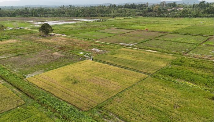 Tak Ada Perampasan Lahan, Masyarakat Papua Dukung Cetak Sawah