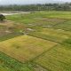 Tak Ada Perampasan Lahan, Masyarakat Papua Dukung Cetak Sawah