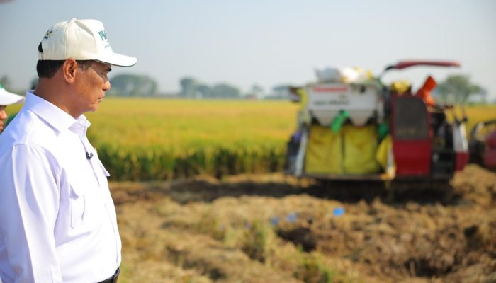 Angka Tetap BPS: Produksi Beras Januari–April 2026 Tumbuh, Luas Panen dan Produksi Padi Ikut Naik